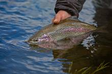 rainbow trout with dry fly in mouth