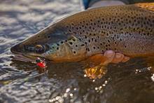 trout with fat albert fly