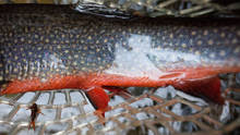 Brook Trout spawning colors