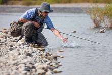 rainbow trout release - fly fishing