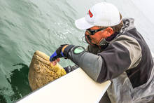 goliath grouper