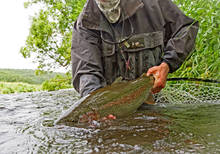 savan river rainbow trout - Kamchatka, Russia