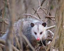 oppossum