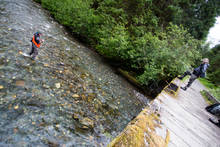 Alaska Tenkara