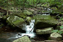 PA Wild Trout Stream