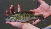 bartram's bass