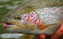 Bristol bay Rainbow Trout