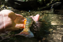 native brook trout