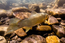 Westslope Cuthroat Trout Underwater