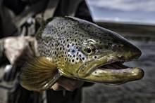 brown trout