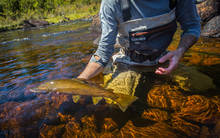 brown trout fly fishing