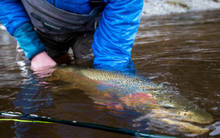 Olympic Peninsula Steelhead