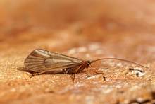 adult caddis macro photo