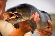 Lake Champlain Bowfin