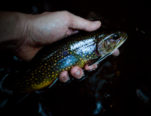 Trout and Cicadas