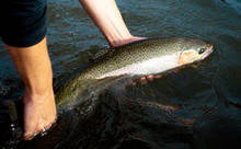 Wild Oregon Steelhead