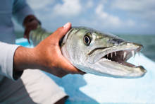 Barracuda. (photo: Chad Shmukler)