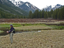 Trout and Salmon Headwater Stream