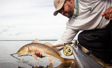 Everglades redfish