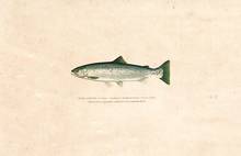 steelhead illustration