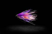 Photo: Earl Harper. purple intruder fly