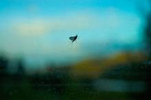 mayfly on windshield