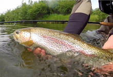 Bristol Bay Rainbow - Nushagak River