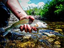 desert rainbow trout