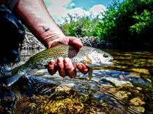 desert rainbow trout