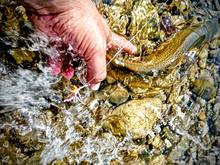 westslope cutthroat trout