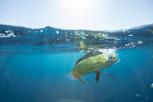 Dorado Underwater Photo