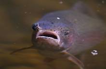 trout sipping mayflies