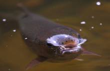 trout sipping mayfly