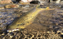 A sculpin-eating brown trout (photo: Robert King).