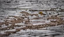 blue-winged olive (BWO) hatch | trout fishing