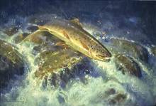 trout - artist jim morgan