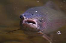 Photo: Jason Jagger. trout sipping a mayfly