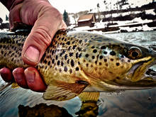 January Idaho Brown Trout