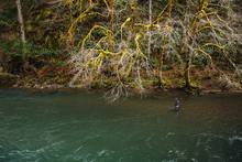 oregon steelhead fly fishing