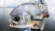 Turneffe Atoll Permit