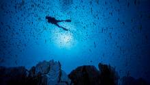 Photo: Alexis Rosenfeld / Getty Images via Grist. marine protected area diver swimming