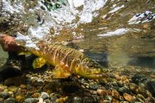 Malleo River Brown Trout Underwater