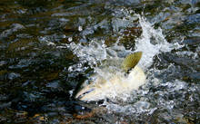 Spawning McKenzie River Spring Chinook Salmon