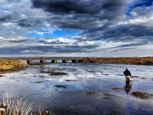 Casting to baetis sippers on the Henry's Fork (Photo: K. Corbgnol).