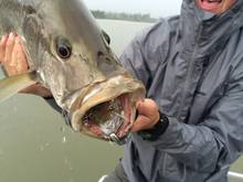 GEOBASS Papua New Guinea Black Bass