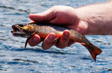 Maine native brook trout.