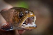 Small Brook Trout