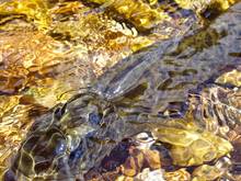 smallmouth bass underwater