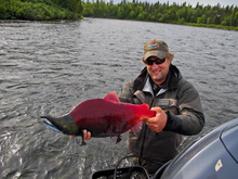 Bristol Bay Sockeye Salmon