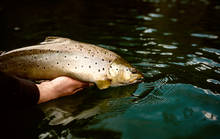 Streamer Fishing for Trout